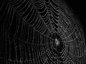 web